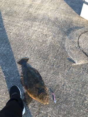 昨日に続いてヒラメゲット