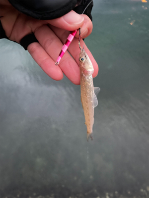 ナブラを追って