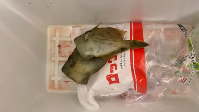 初カワハギ 鱗付完了