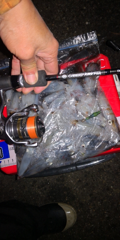 アジング練習339   神頭烏賊