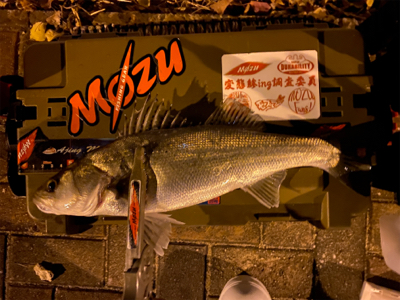 宵姫爽S78Mシャローフリーク縛り