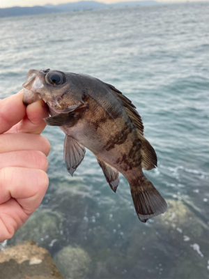 サクッとデイメバル