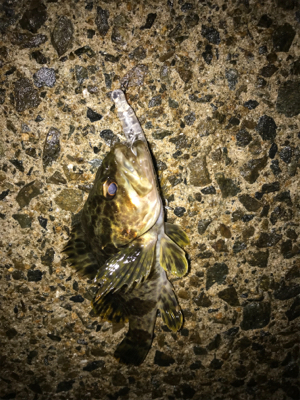 メバルプラッキング