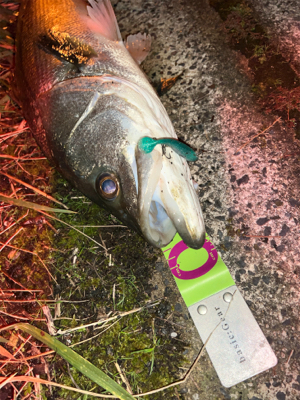 秋爆　シーバス！