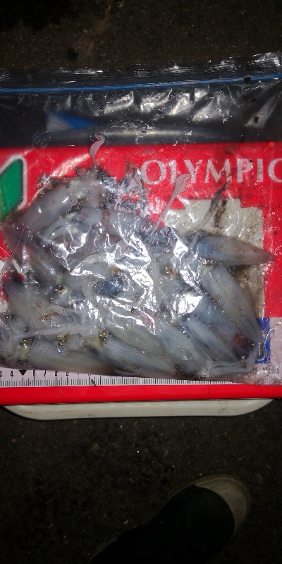 アジング練習341 ヒイカ