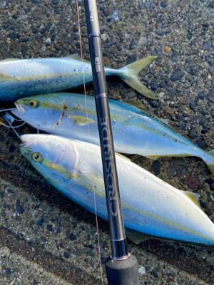 朝マズメジギング