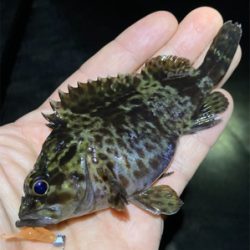 漁港ですライトゲーム