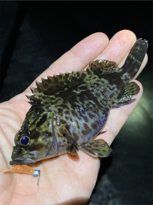 漁港ですライトゲーム