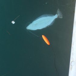 自己最高60センチオーバーのヒラメ