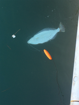 自己最高60センチオーバーのヒラメ