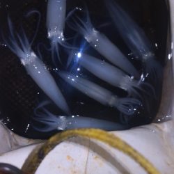 アジング練習343 鯵と神頭烏賊