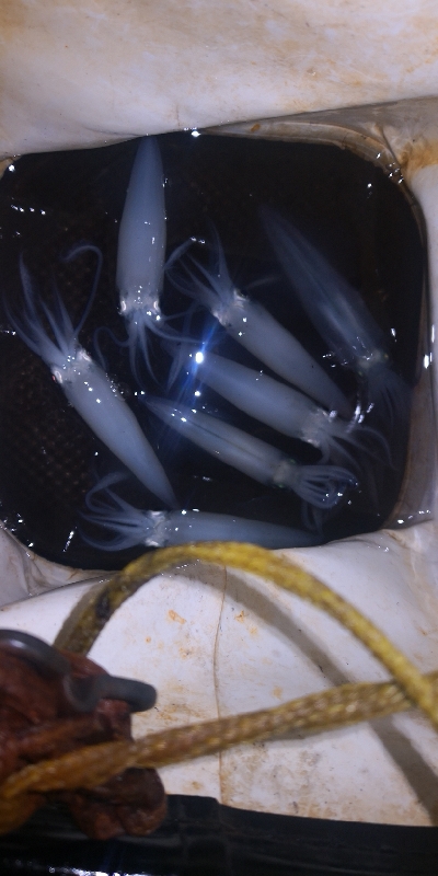 アジング練習343 鯵と神頭烏賊