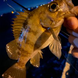 関門メバリング