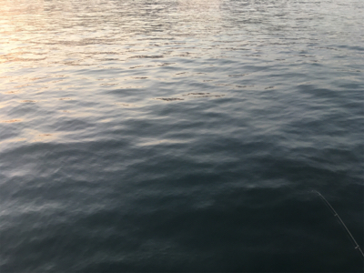 アジサバガシラの三種盛