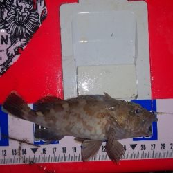 アジング練習344 小鯵と神頭烏賊