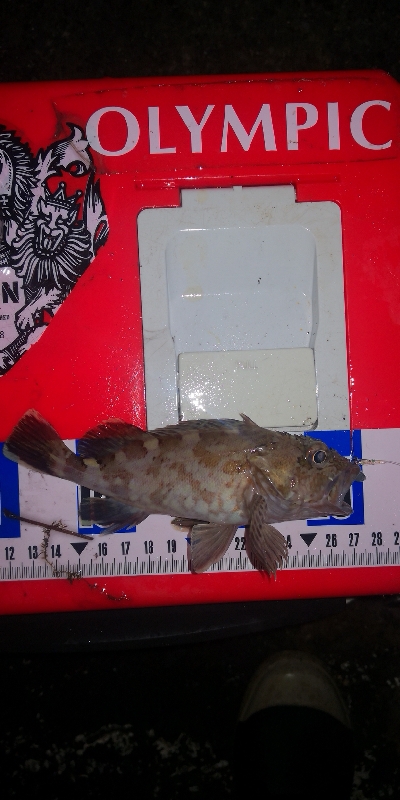 アジング練習344 小鯵と神頭烏賊