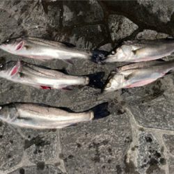 ボウズ逃れのボートシーバス