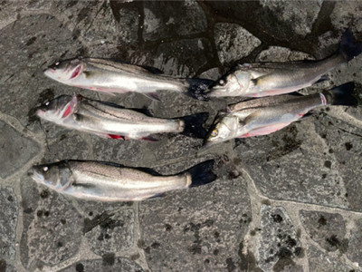 ボウズ逃れのボートシーバス