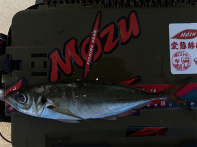 マズメチャレンジ