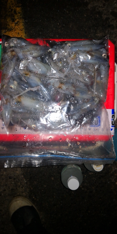 アジング練習346 　ライトエギング