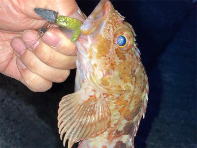 やっぱり癒やし系