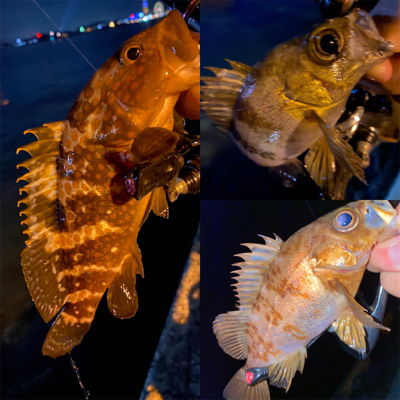 シャローフリークでメバリング