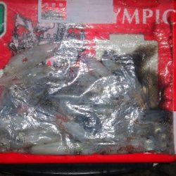 アジング練習348 鯖とライトエギング