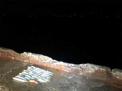 まずまずの釣果