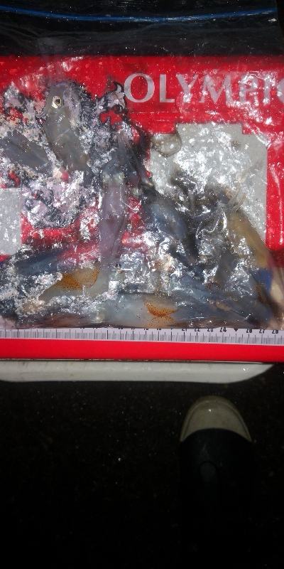 アジング練習349 ライトエギング