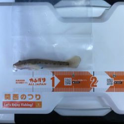 カレイ釣り