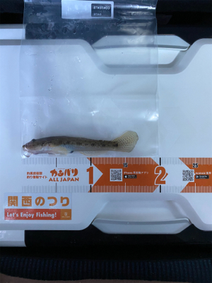 カレイ釣り