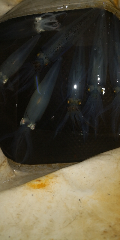 アジング練習351 爆風ライトエギング2