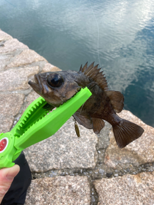 初宮島上陸デイメバ！