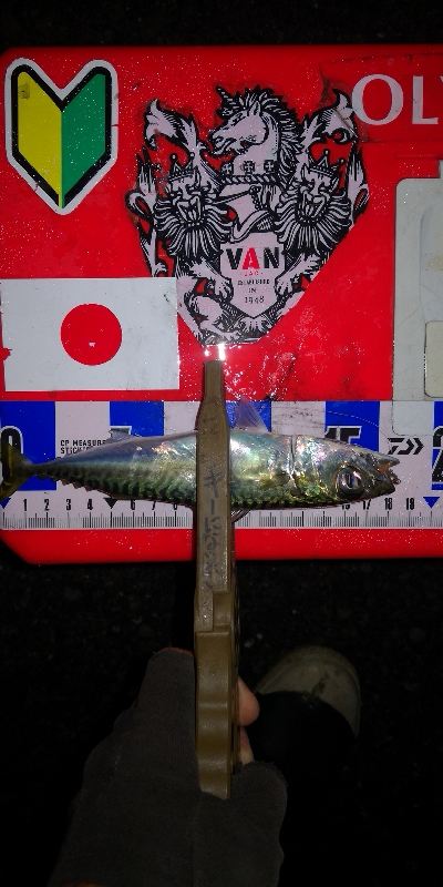 アジング練習353 ライトエギング4