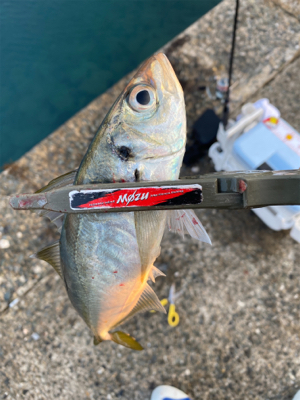 シャローフリークD