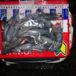 アジング練習355 ライトエギング終演かな…