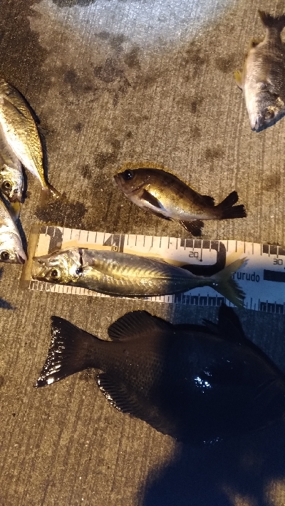 12/11釣果 30センチのグレ!