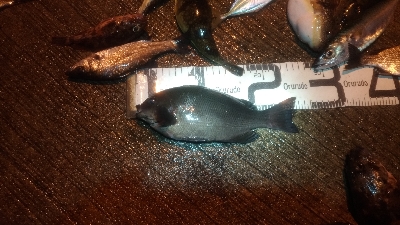 12/18釣果 極寒での紀州釣り