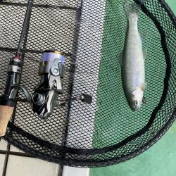 かめプーでエリアトラウト