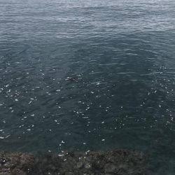 大潮&朝まずめの恩恵