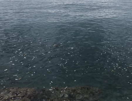 大潮&朝まずめの恩恵