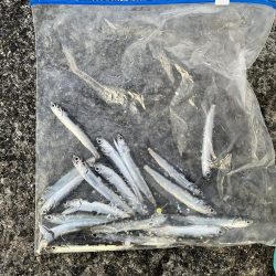 イワシっ子その2