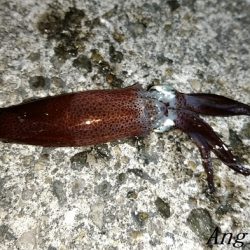 エビ撒き釣りで21㎝含む5匹のメバル