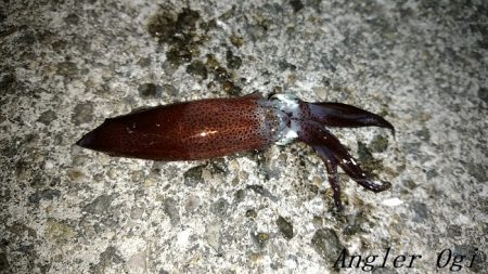 エビ撒き釣りで21㎝含む5匹のメバル