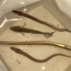 夜釣りのアナゴ釣り