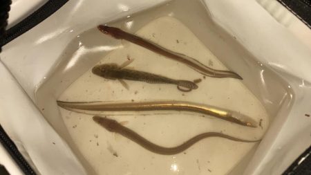 夜釣りのアナゴ釣り