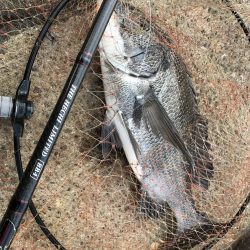 冬のヘチ釣り 釣果は夏レベル