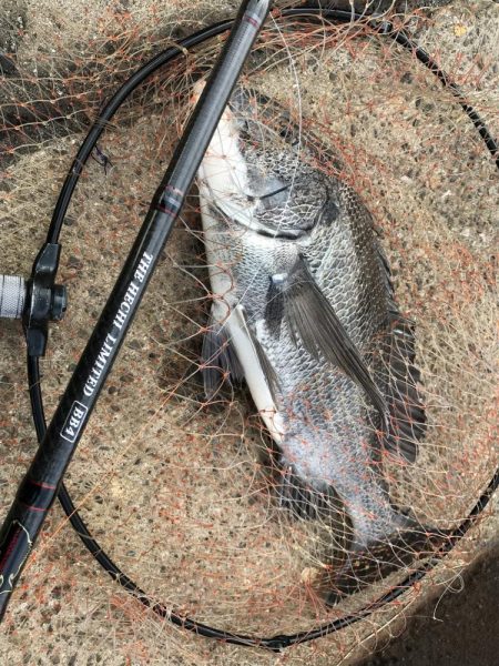 冬のヘチ釣り 釣果は夏レベル