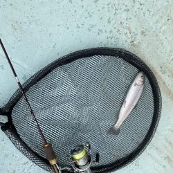 かめプー　本年最終日