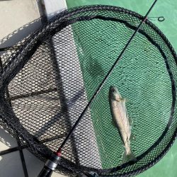 かめプー　1日でガチ勢増えた